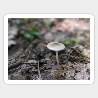 White Mushroom Sticker